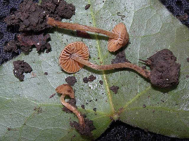 le  Specie  invernali  del  Leimental